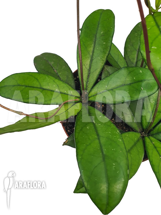 Hoya crassipetiolata ‚Starter‘
