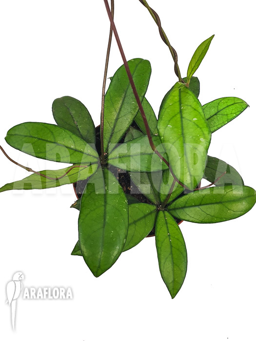 Hoya crassipetiolata ‚Starter‘