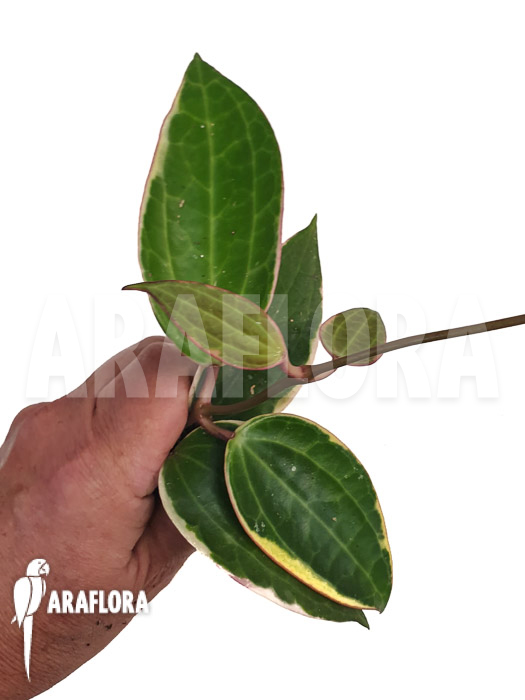 Hoya macrophylla ‚albomarginata‘ ‚Starter‘