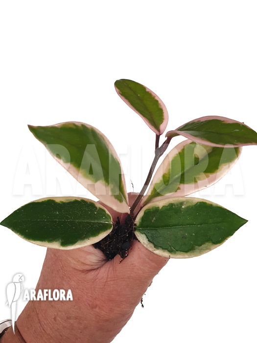 Hoya sp Flamingo dream ‚Starter‘