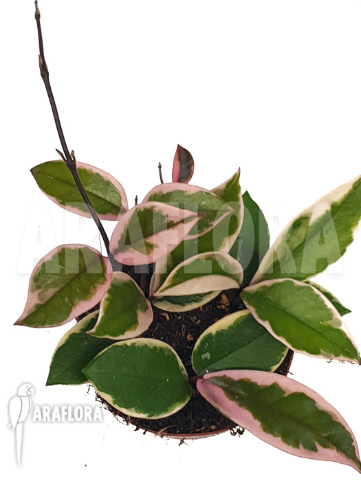 Hoya sp Flamingo dream ‚Starter‘