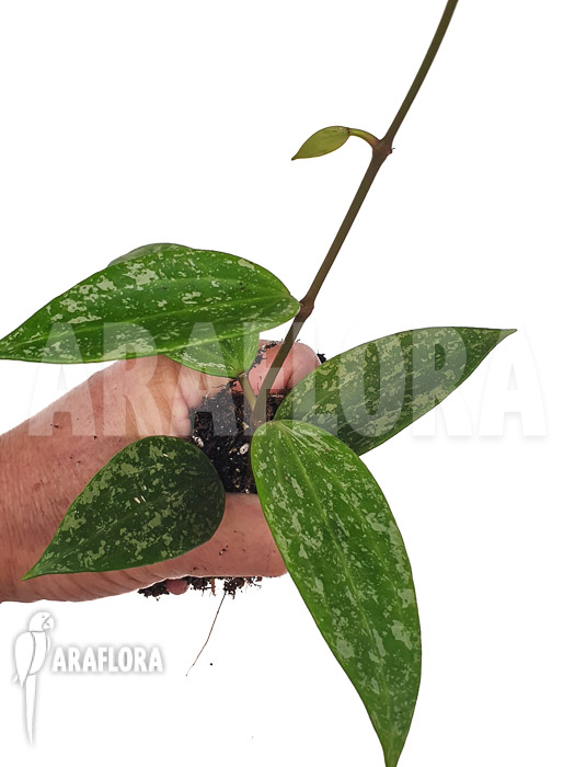 Hoya sp rangsan ‚Starter‘