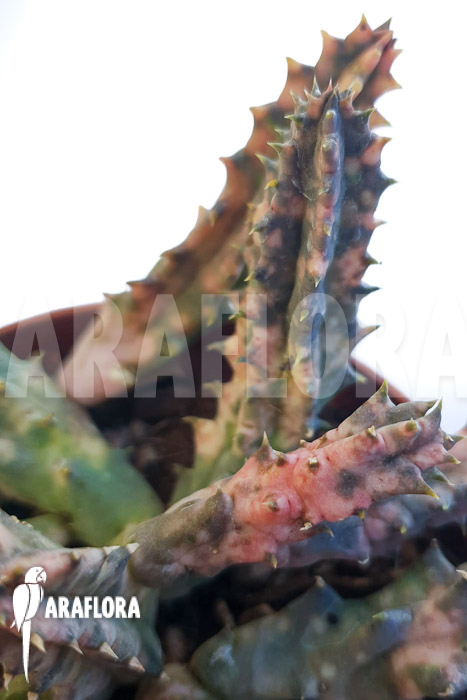 Huernia zebrina ‚pink‘