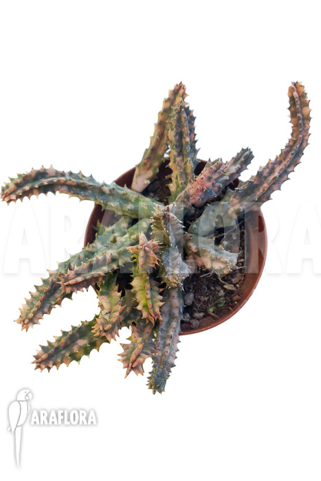 Huernia zebrina ‚pink‘