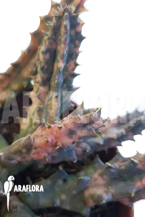 Huernia zebrina ‚pink‘