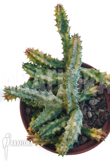 Huernia zebrina ‚white‘
