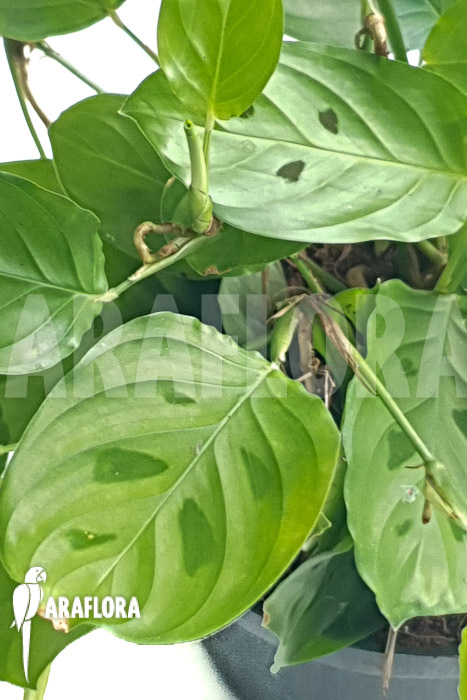 Marantha depressa