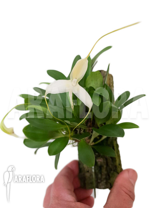 Masdevallia apparitio