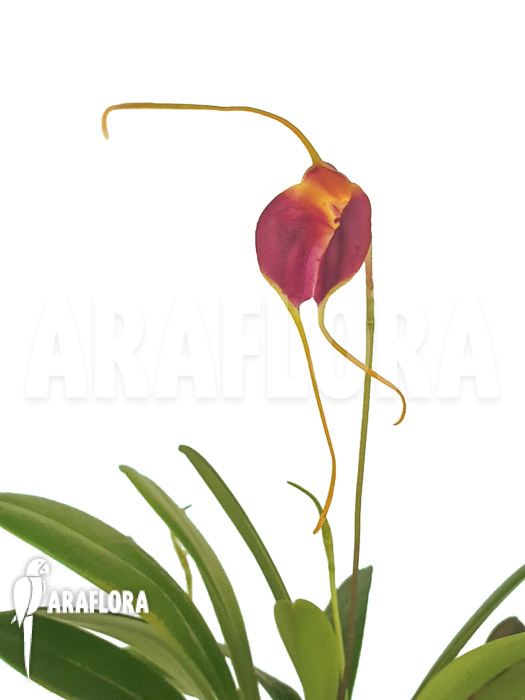 Masdevallia lata