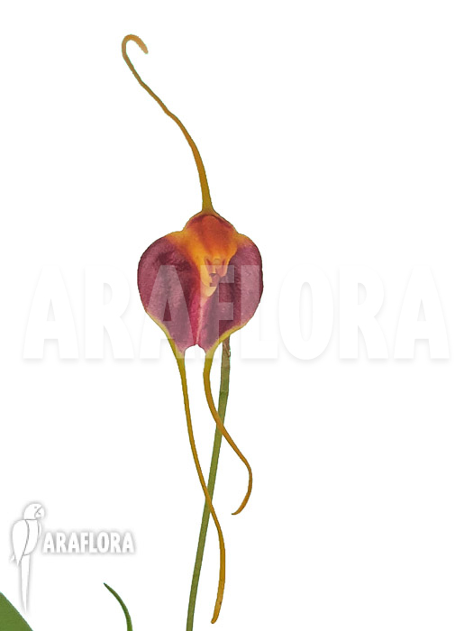 Masdevallia-lata-4
