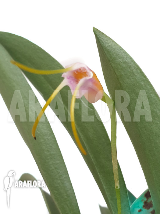 Masdevallia-paivaeana-7