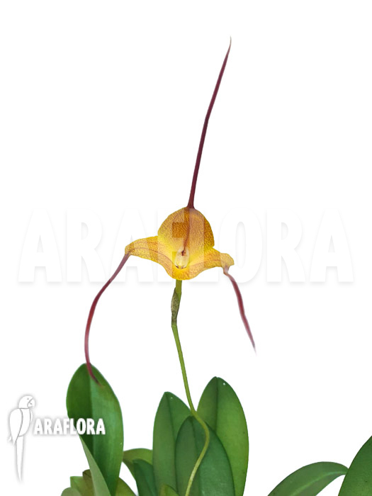 Masdevallia triangularis