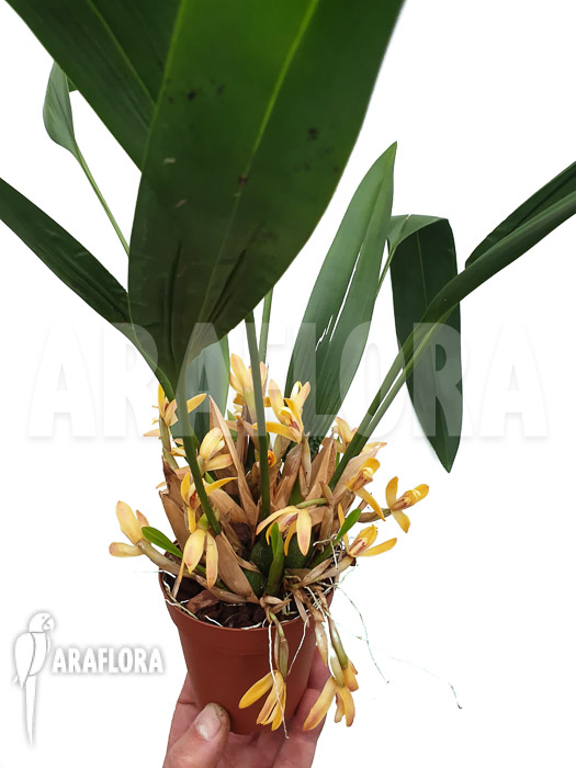 Maxillaria brunnea