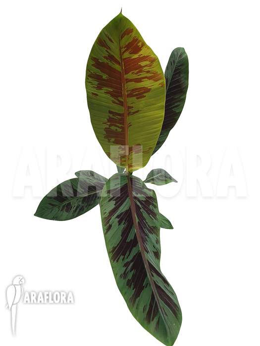 Musa acuminata ‚Tiger stripes‘