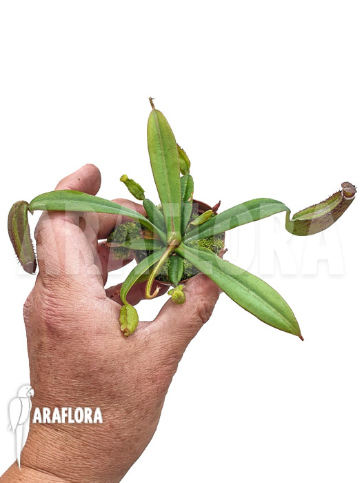 Nepenthes albo-marginata ‚Starter‘