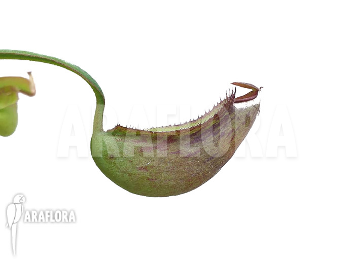 Nepenthes-albo-marginata-starter-3