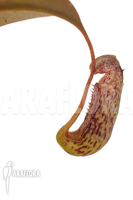 Nepenthes burbigeae
