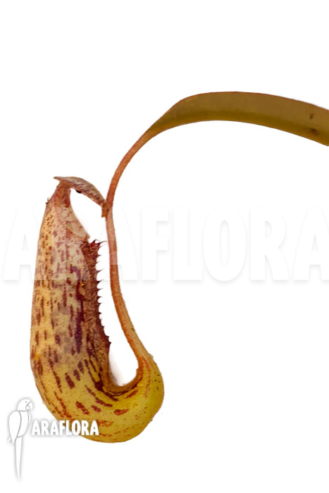Nepenthes burbigeae