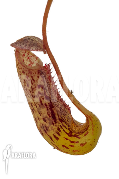 Nepenthes burbigeae
