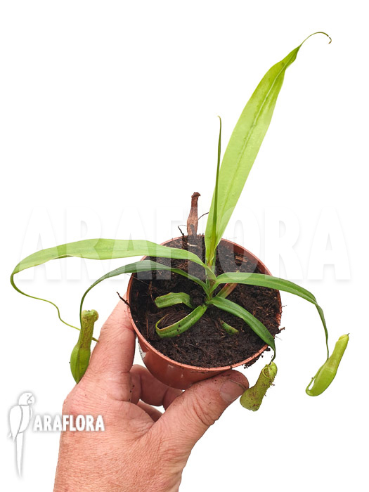 Nepenthes gracilis ‚Starter‘