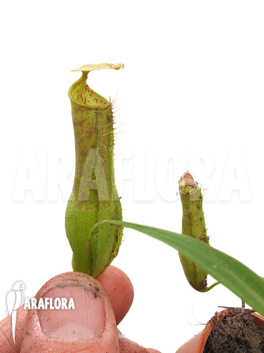 Nepenthes gracilis ‚Starter‘
