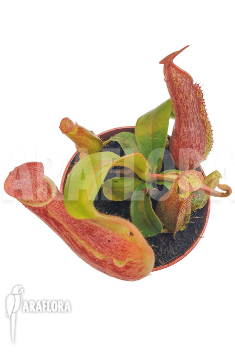 Nepenthes veitchii ‚S‘