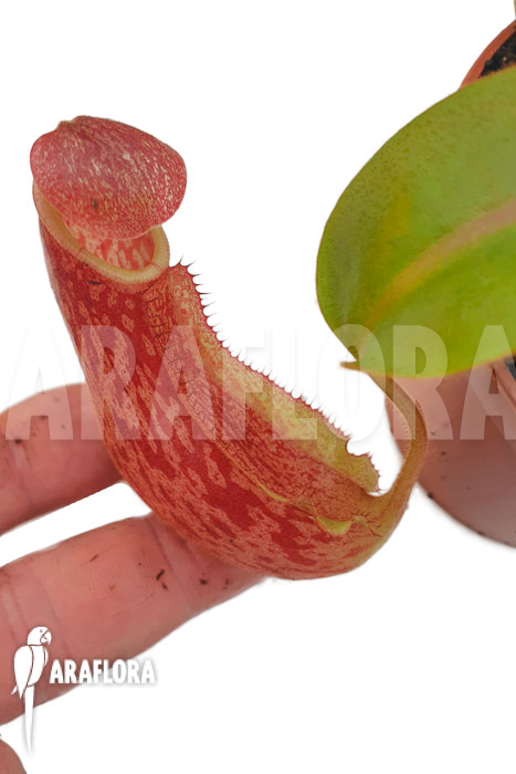 Nepenthes veitchii ‚S‘