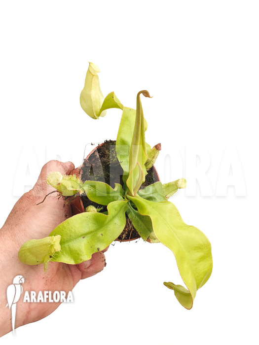 Nepenthes x hookeriana ‚yellow‘