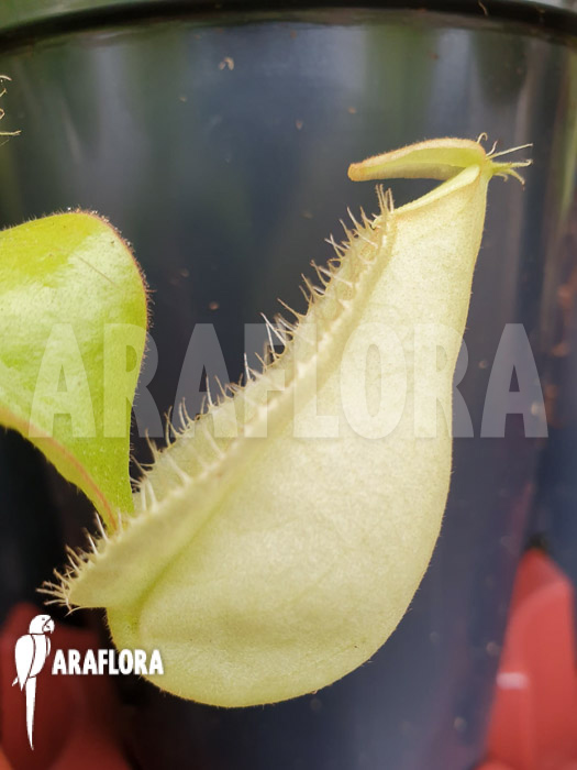 Nepenthes x hookeriana ‚yellow‘