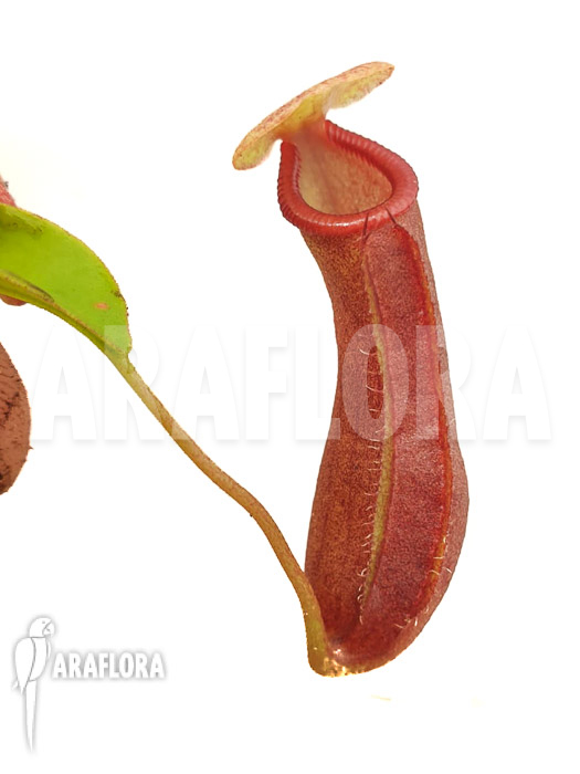 Nepenthes x singalana x ventricosa ‚Starter‘