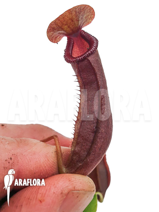 Nepenthes x singalana x ventricosa ‚Starter‘