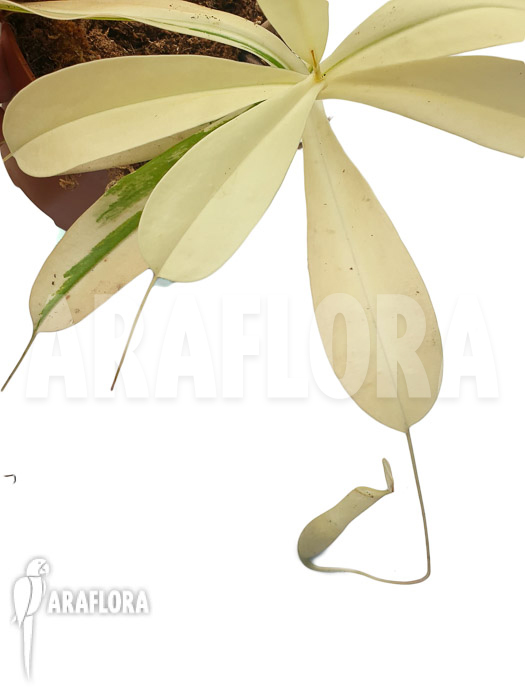 Nepenthes x ventrata ’snowking‘