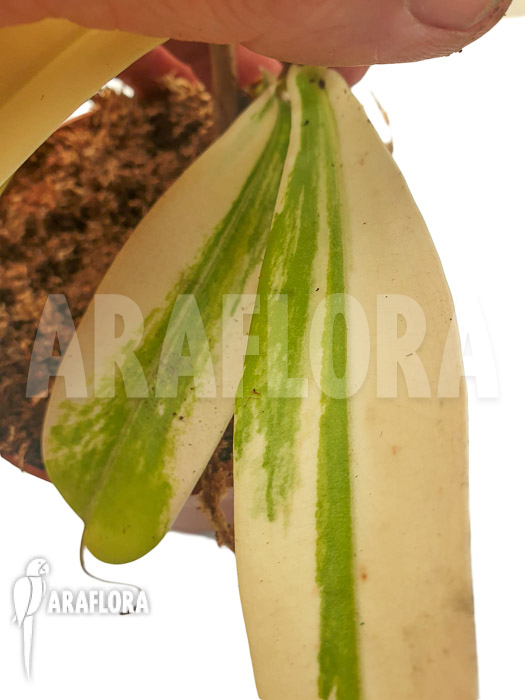 Nepenthes x ventrata ’snowking‘