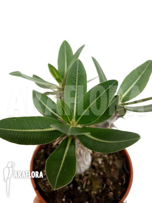 Pachypodium densiflorum