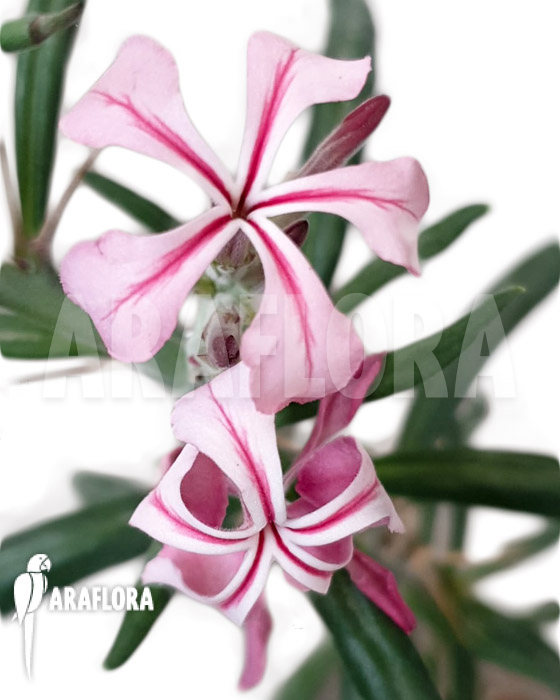 Pachypodium succulentum