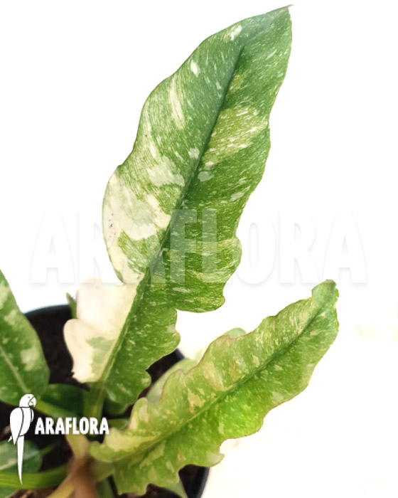 Philodendron ‚Ring of Fire‘ variegata
