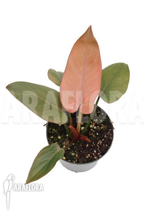 Philodendron ‚Summer Glory‘