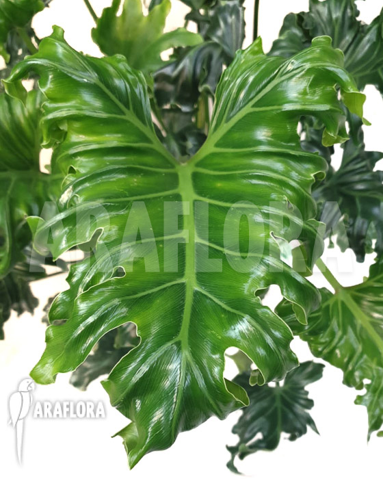 Philodendron atlantis