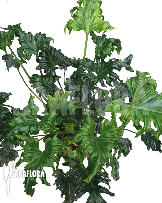 Philodendron atlantis