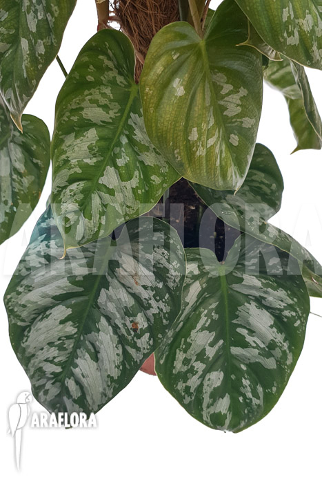Philodendron brandtianum Wild-Form