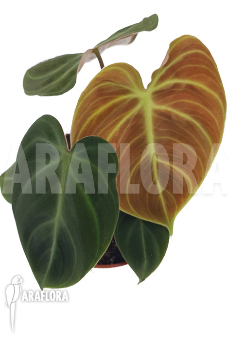 Philodendron ‚el Choco red“