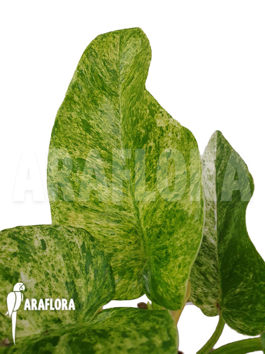 Philodendron giganteum Blizzard