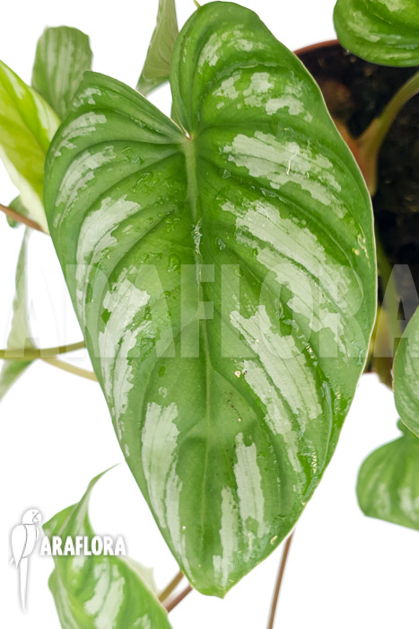 Philodendron mamei ‚L‘
