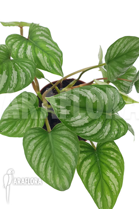Philodendron mamei ‚L‘