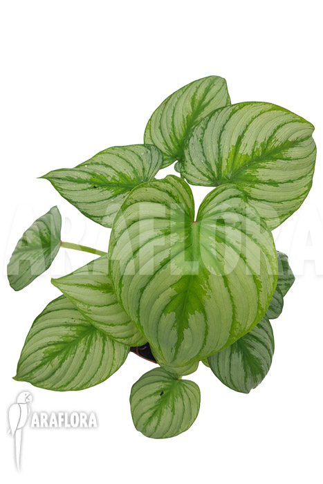 Philodendron mamei ‚Silver Cloud‘