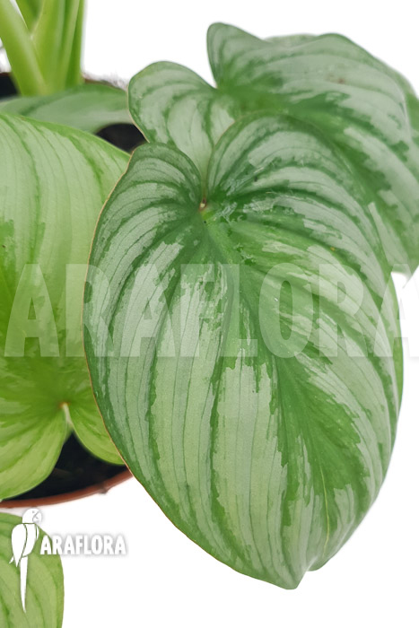 Philodendron mamei ‚Silver Cloud‘