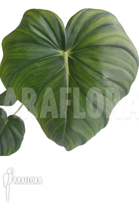Philodendron pastazanum