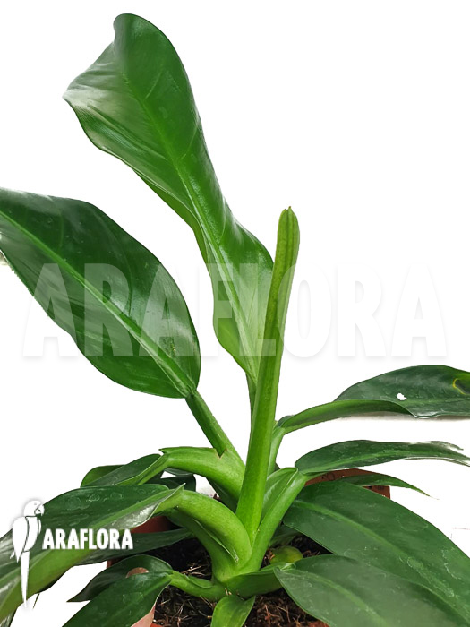 Philodendron pendulatum