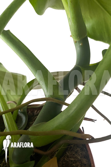 Philodendron rugosum