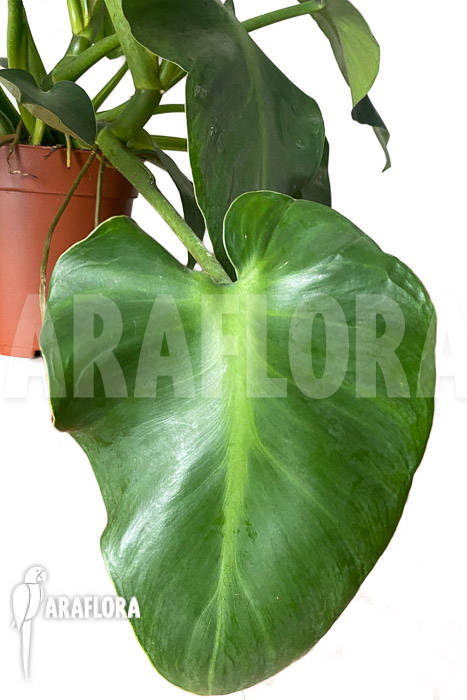 Philodendron rugosum